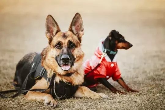 Cursos Homologados en Adiestramiento Canino  